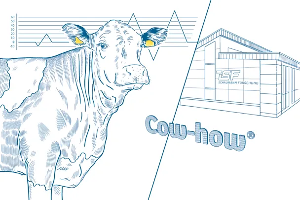 Cow how
