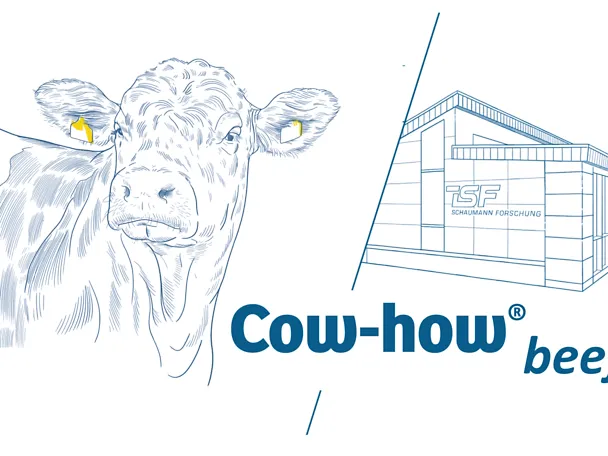 cow how beef piirroskuva