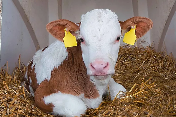 Kalb im Kälberiglu